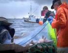Cod and herring under threat