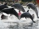 네덜란드 돌고래공원